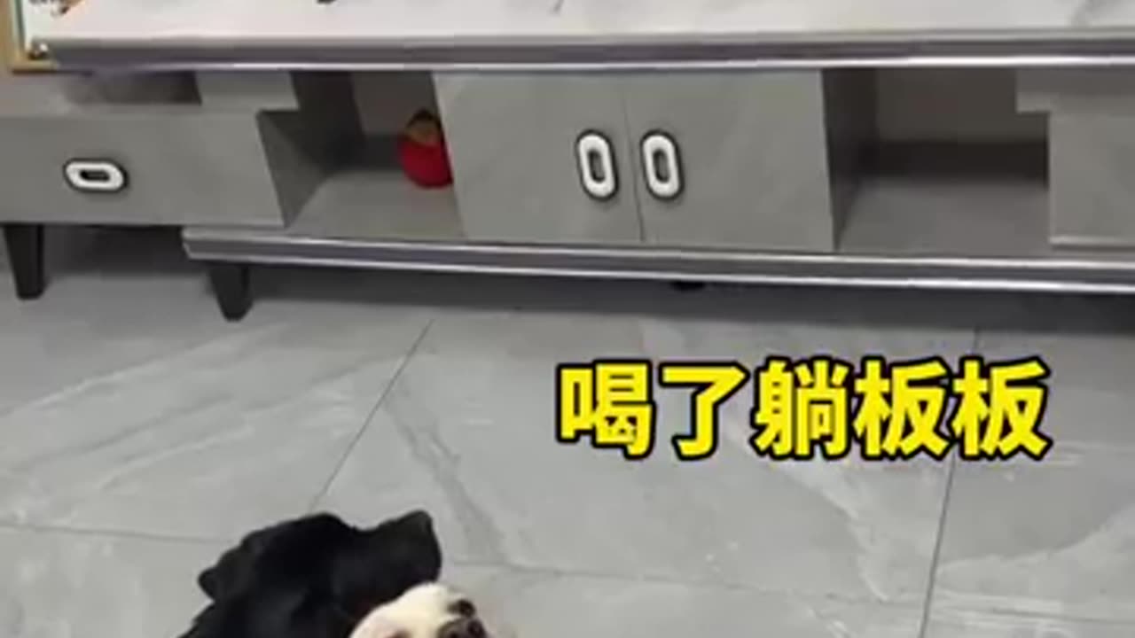 The dog doesn't listen to the advice of the other dog and suffers the consequences. I'm not a hu