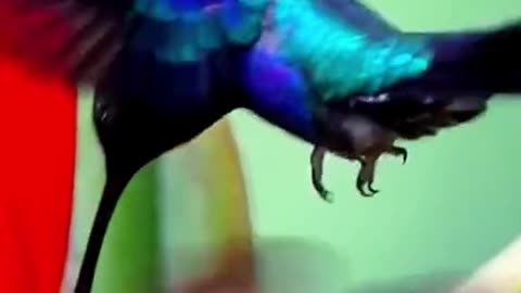The hummingbird is one of the most beautiful birds in nature