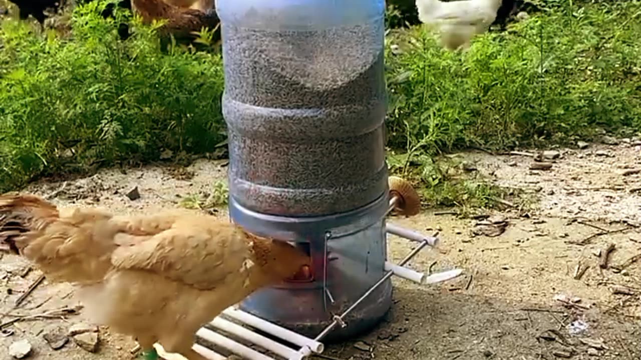 The hen food maker 🥑