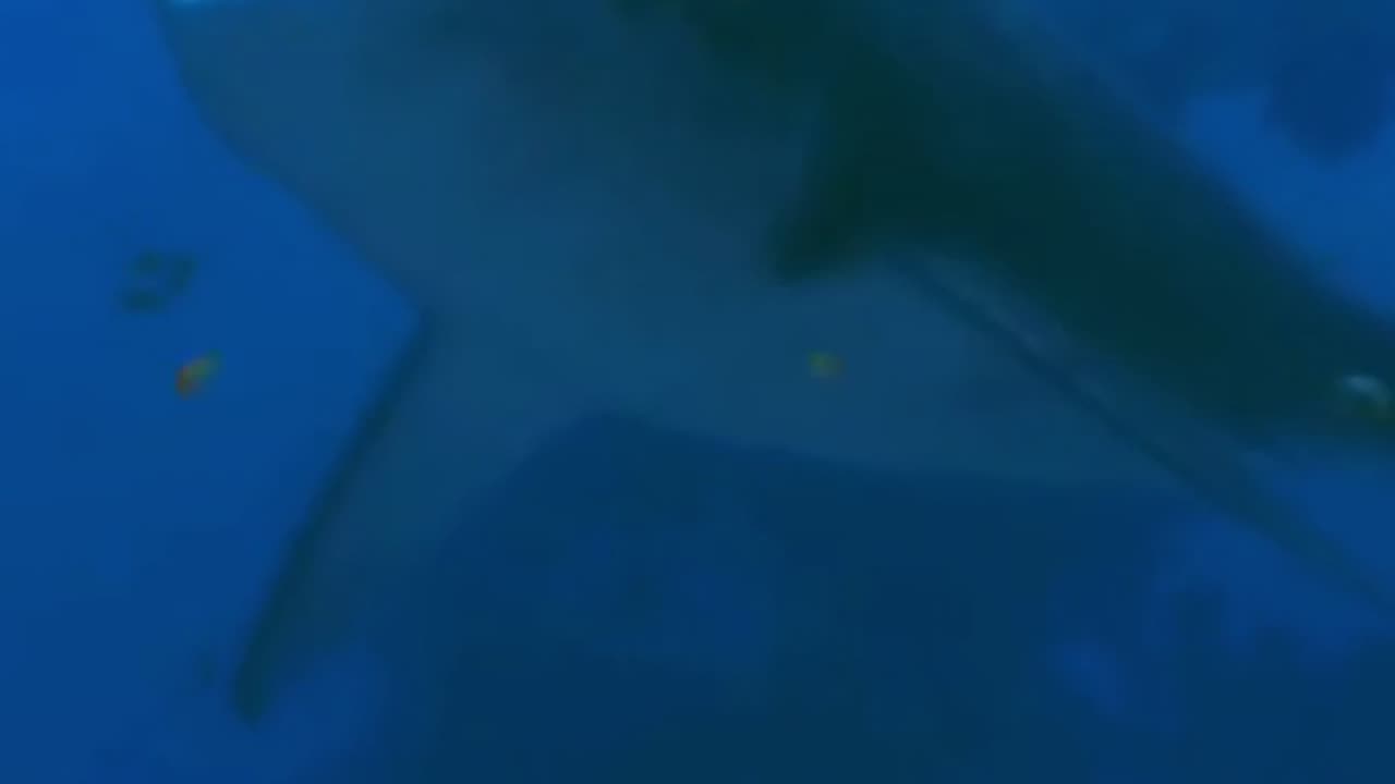 Hector's Dolphin: The Rarest Dolphin in the World | Amazing Facts & Conservation Efforts #dolphin
