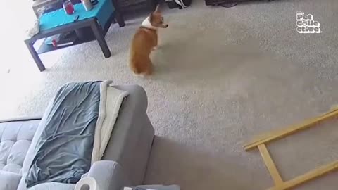 ULTIMATE Cat and Dog Videos FUNNIEST Pets