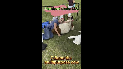 T-Bone, the multipurpose cow! The best cow ever, prove me wrong.