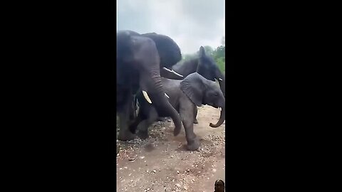 dekho kaise apne bacche ko gira diya hai #elephante #cute baby#animals #viralshort #🐘🐘🐘🐘🥹🥹🥹🥹