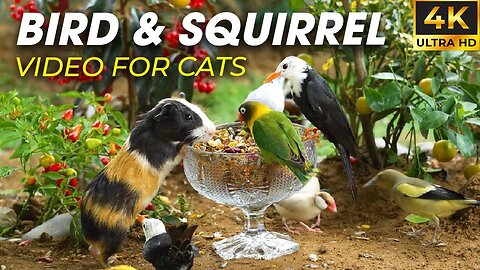 Bird Watching Paradise – The Best Video for Cats to Watch - CatTV Central