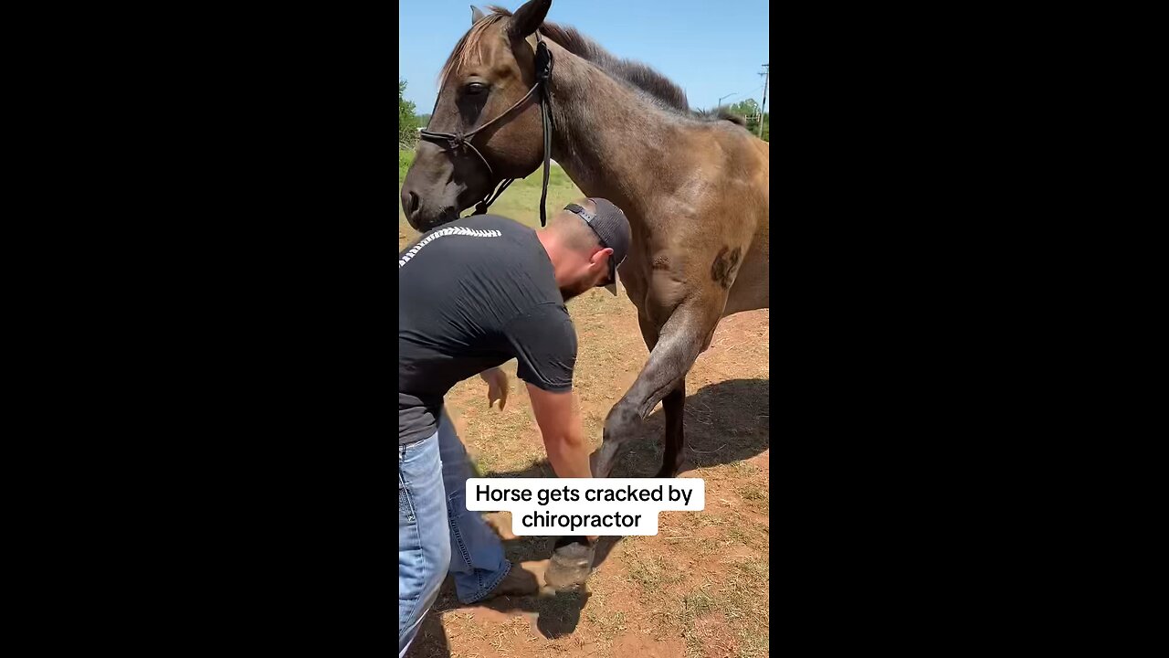 HORSE gets CRACKED by chiro