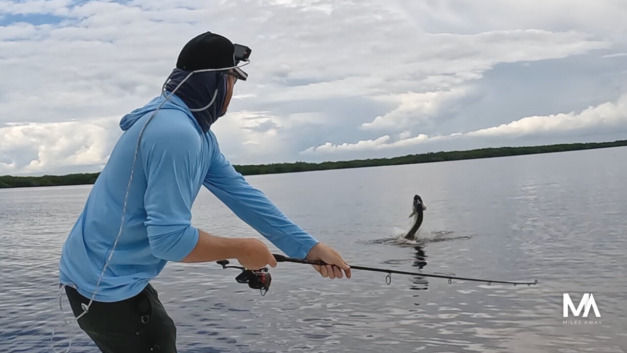 Hungry Tarpon everywhere - And they're Monsters!