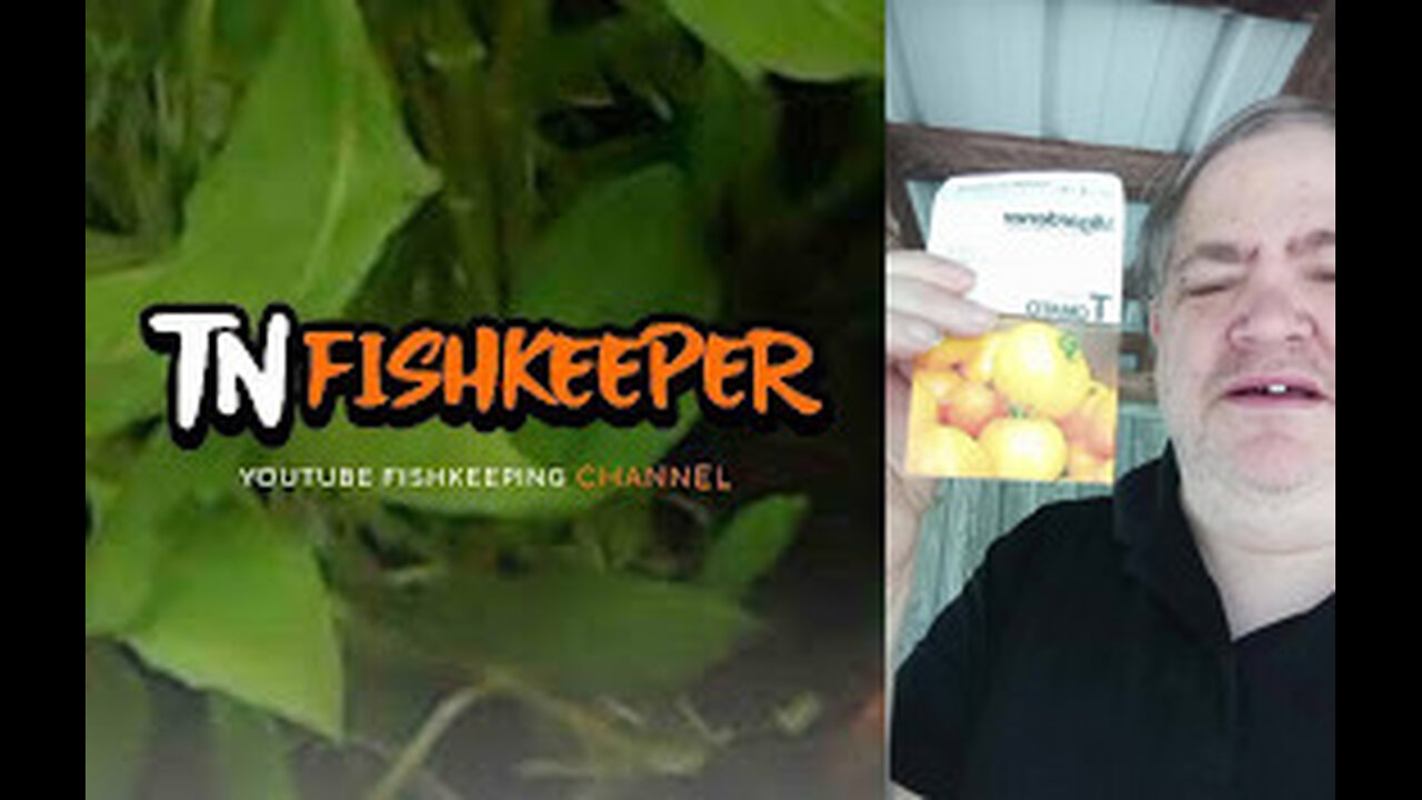 TN FISHKEEPER™ 🐠 JUBILEE TOMATO #GARDEN