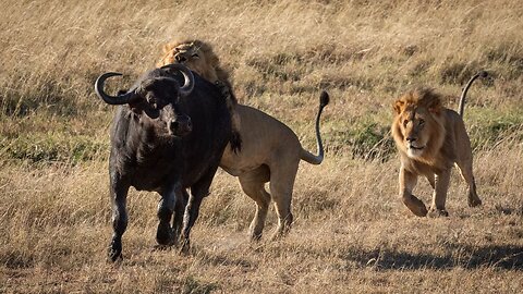 Wild Dogs attack Buffalos