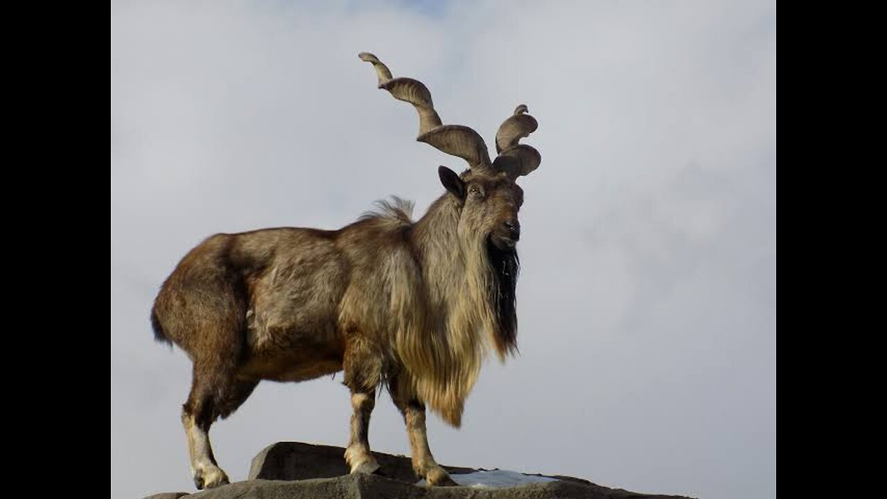 Markhor: The Elusive and Endangered King of the Mountains"