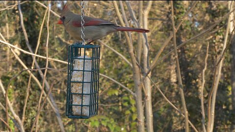 Bird Watching