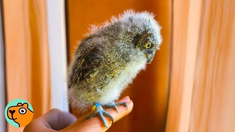 Baby Owl Learns How To Fly For The First Time | Cuddle Buddies