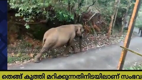 തെങ്ങ് കുത്തി മറിച്ചിടുന്നതിനിടയിൽ കാട്ടാന ഷോക്കേറ്റ് ചെരിഞ്ഞു wild elephant electrocuted in Kerala