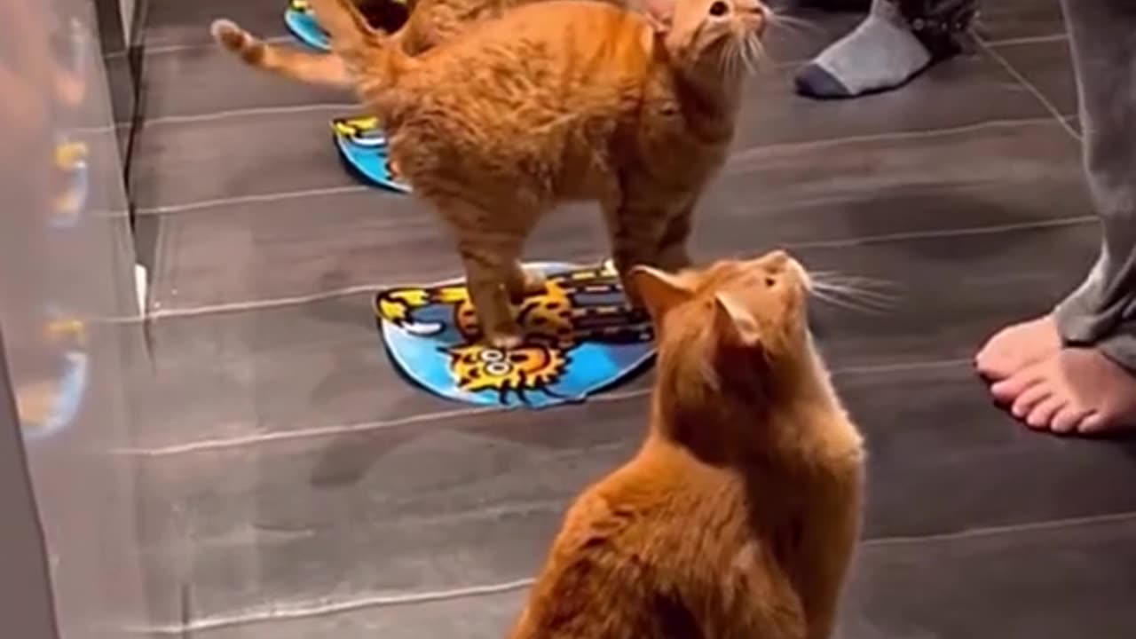 😂 😂 😂 #funny #animal #humor #cats #dogs #pets #rumble #viral #trending 049