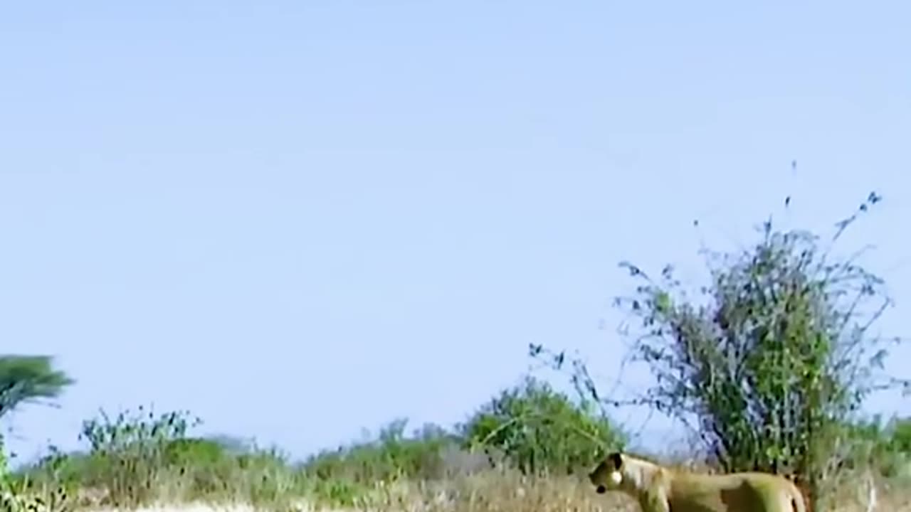 "Epic Wildlife Battle: Giraffe vs Lion Attack"