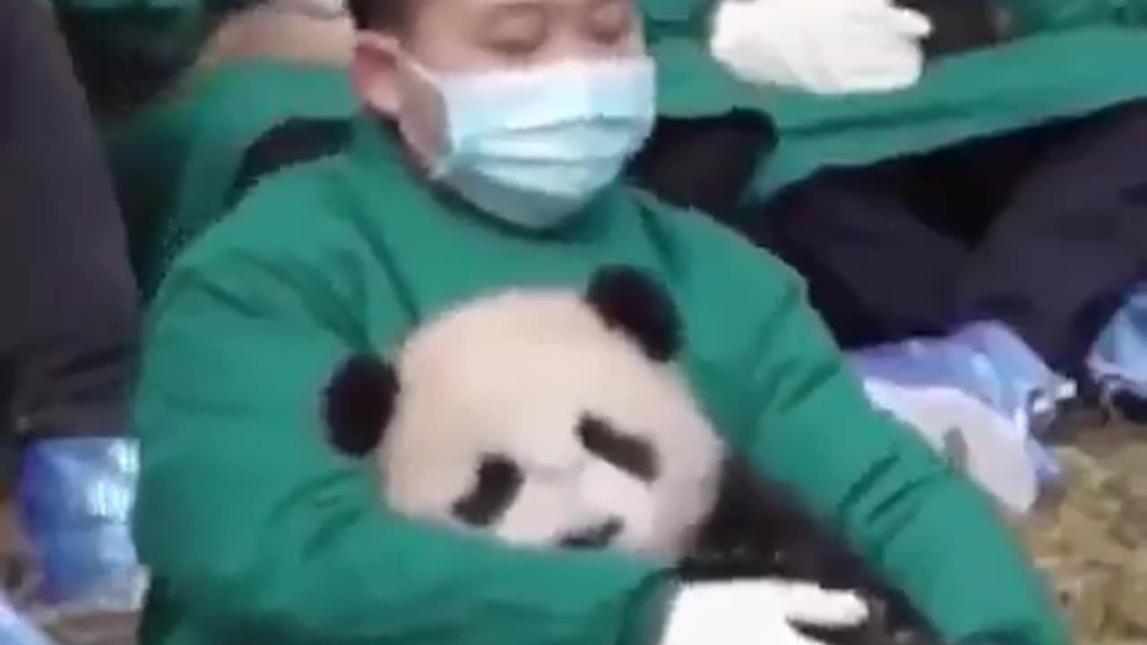 pandas :)