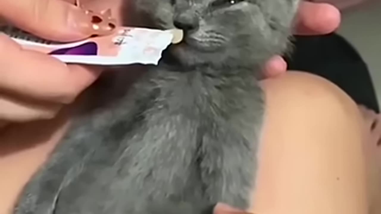 Compilación de perros 🐶 y gatos😼 graciosos 3😂😁
