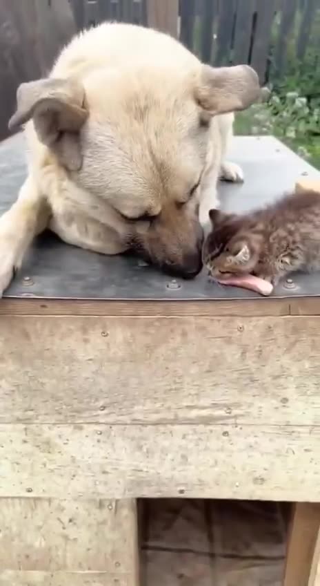 Funny animals 🥲😍😂❤️