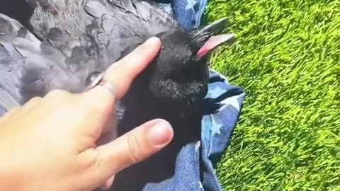 Rescue a trapped crow…