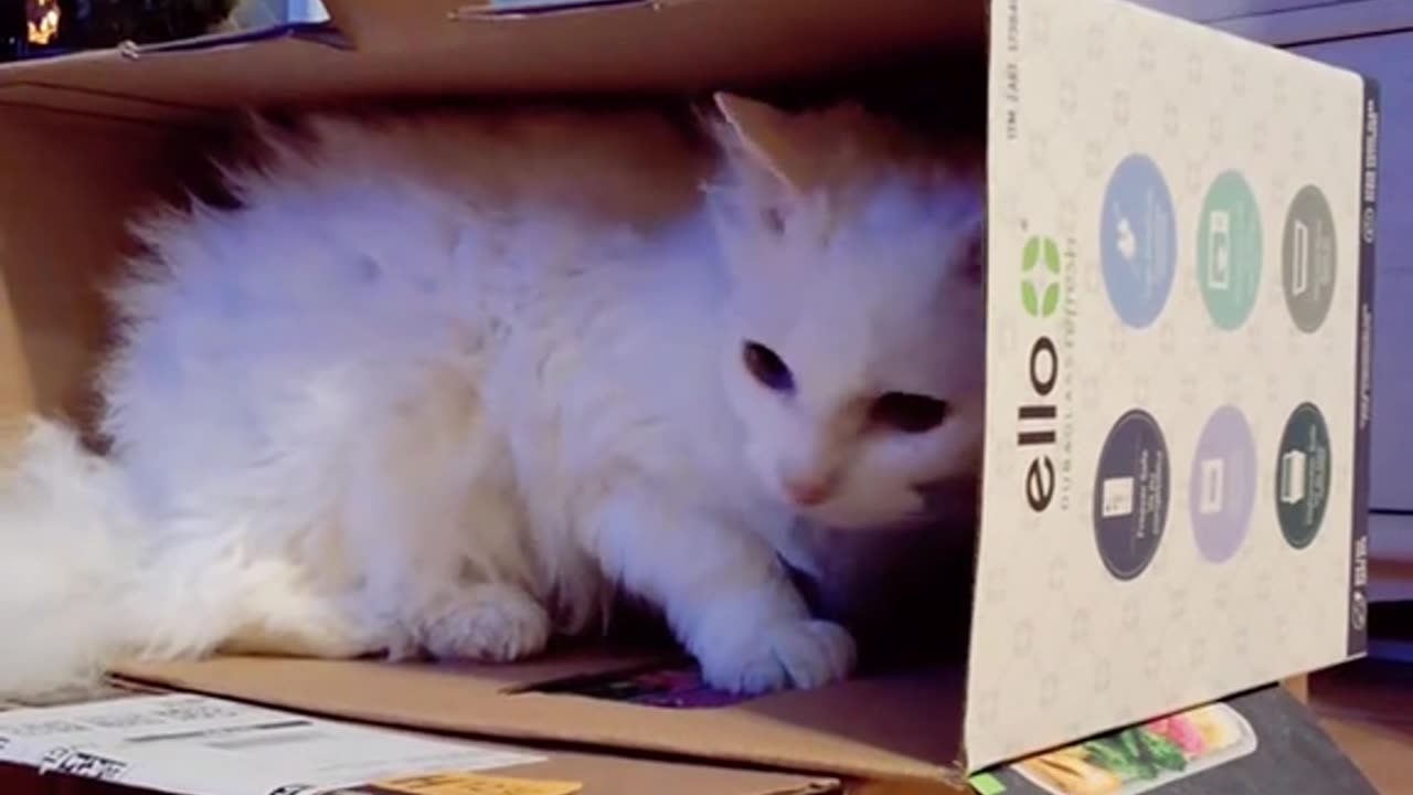 Onyx the white cat builds