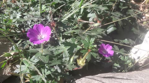 Garden Geranium on a sunny day