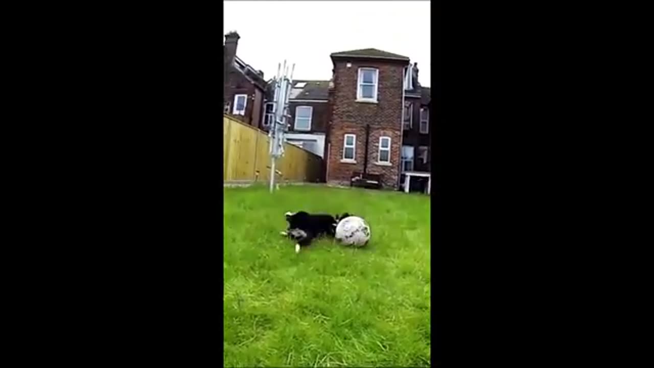 Funny animals videos