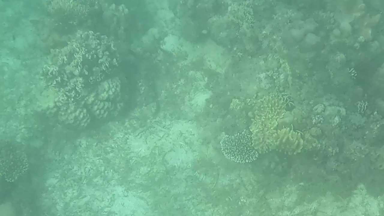 Afternoon Snorkeling