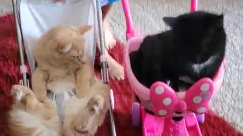 A Cat Lady and Her Babies!!!