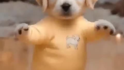 Funny dog video