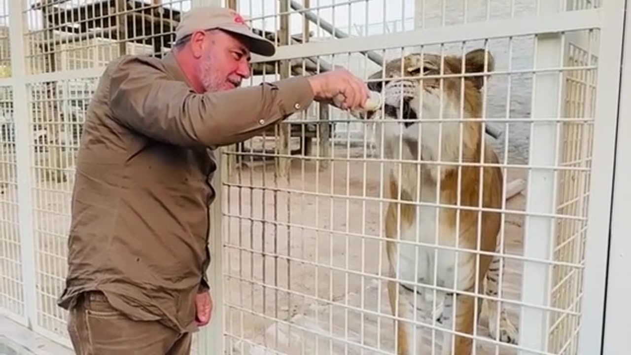 Bottle feeding a TIGON was an unreal experience!🙌🍼