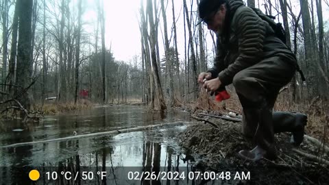 Beaver Trapping and Fur Handling