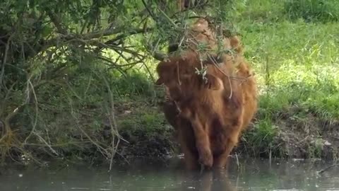 Cows have a four-chambered stomach