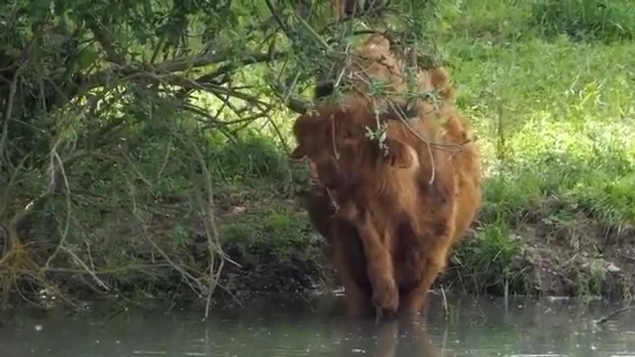 Cows have a four-chambered stomach