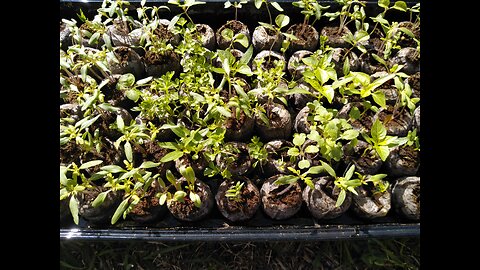 Gardening update 2025