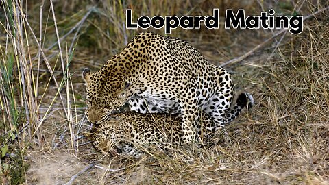 Leopards Mating in the Wild – Rare and Intimate Wildlife Moment