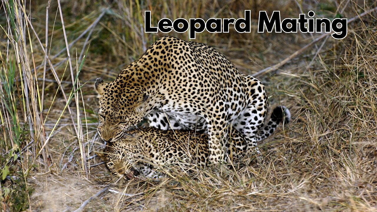 Leopards Mating in the Wild – Rare and Intimate Wildlife Moment