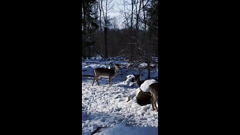 “Snowy Wilderness: Majestic Deer Grazing in Winter Wonderland ❄️ | Nature’s Peaceful Moment”
