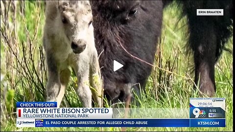 Rare white buffalo becomes sacred symbol for Sioux nation