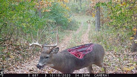 The Resilient Zombie Whitetail Buck of Southern Illinois: A Tale of Survival"