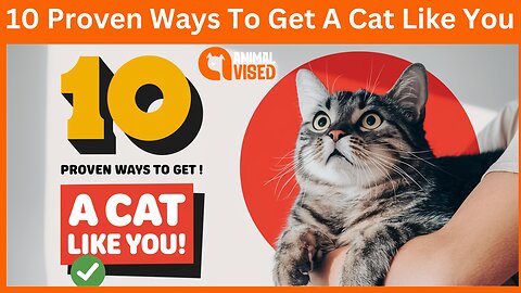 10 Proven Ways To Get A Cat Like You