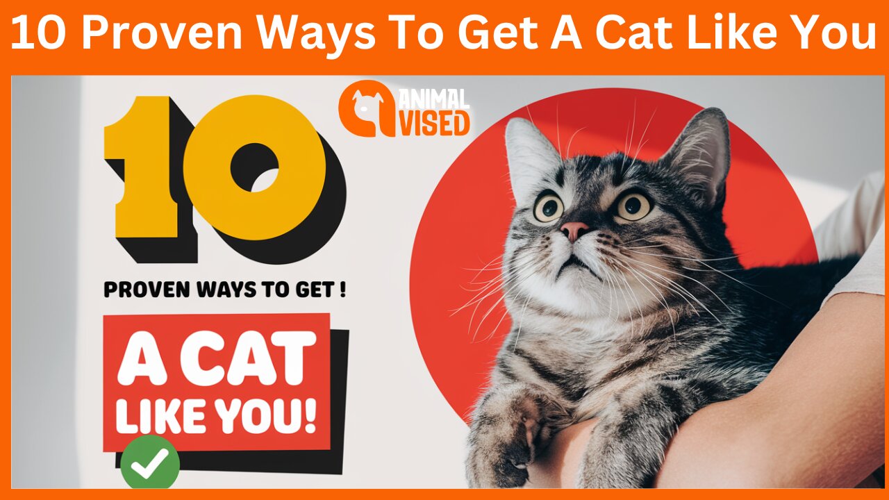 10 Proven Ways To Get A Cat Like You