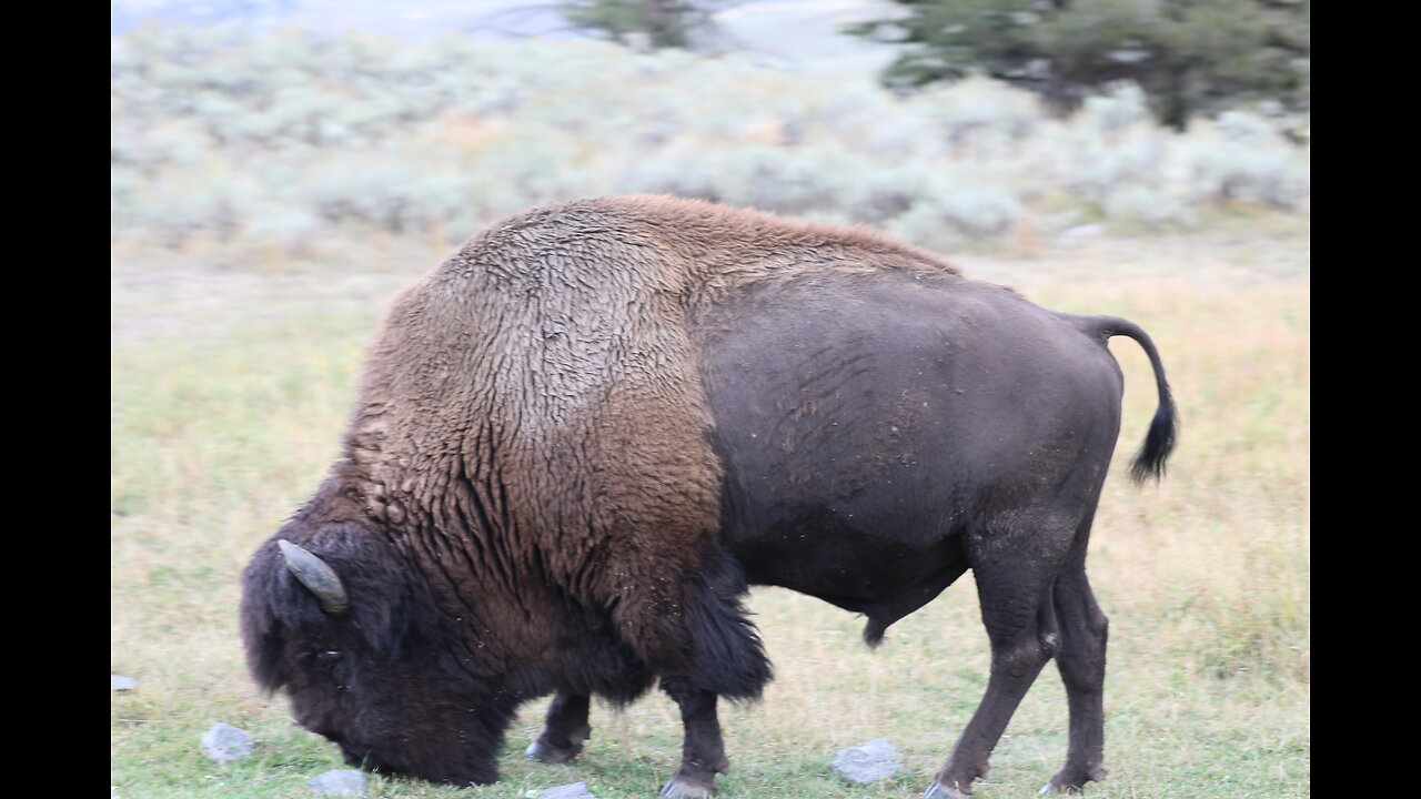 Yellowstone Day-trip Sept 2024