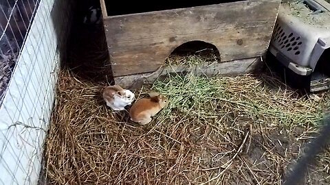 Baby rabbits eating alphalfa hay vid 2