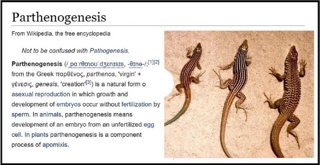 PARTHENOGENESIS MICHELLE 2