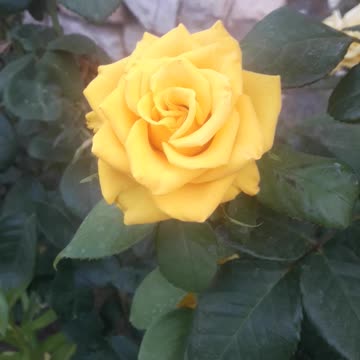 Yellow Rose