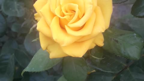 Yellow Rose