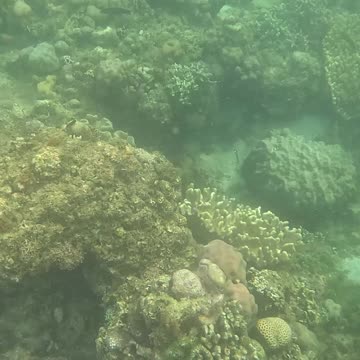 Underwater World, Snorkeling Day