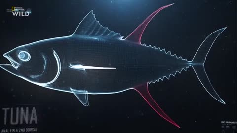 желтопёрые тунцы (Thunnus albacares) у острова Вознесения ?