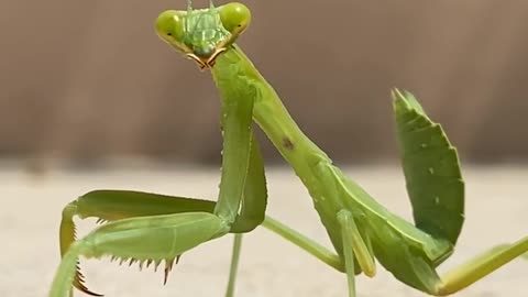 Green Beauty