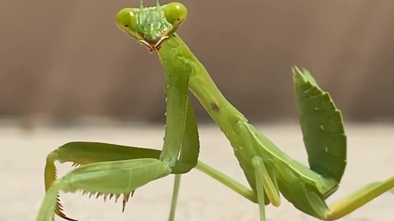 Green Beauty