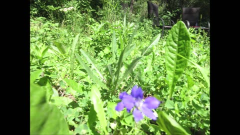 Open Heart Larkspur July 2022